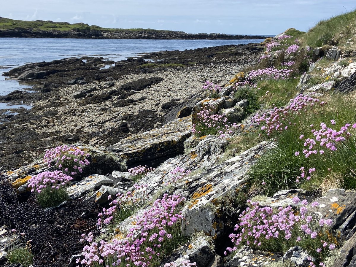 ClifdenCampsite's tweet photo. “Eco Beach in bloom on our beautiful Wild Atlantic Way coast . Lov’in these shores…..” 🏖️🐬
#clifdencamping #clifdencampsite #Connemara #ecobeach #omey #lovethebeach #Geology #Streamstown #Sustainabletravelireland #Clifden #thewestawakes #Wildatlanticwayconnemara #eco https://t.co/4jFVPqHLZS