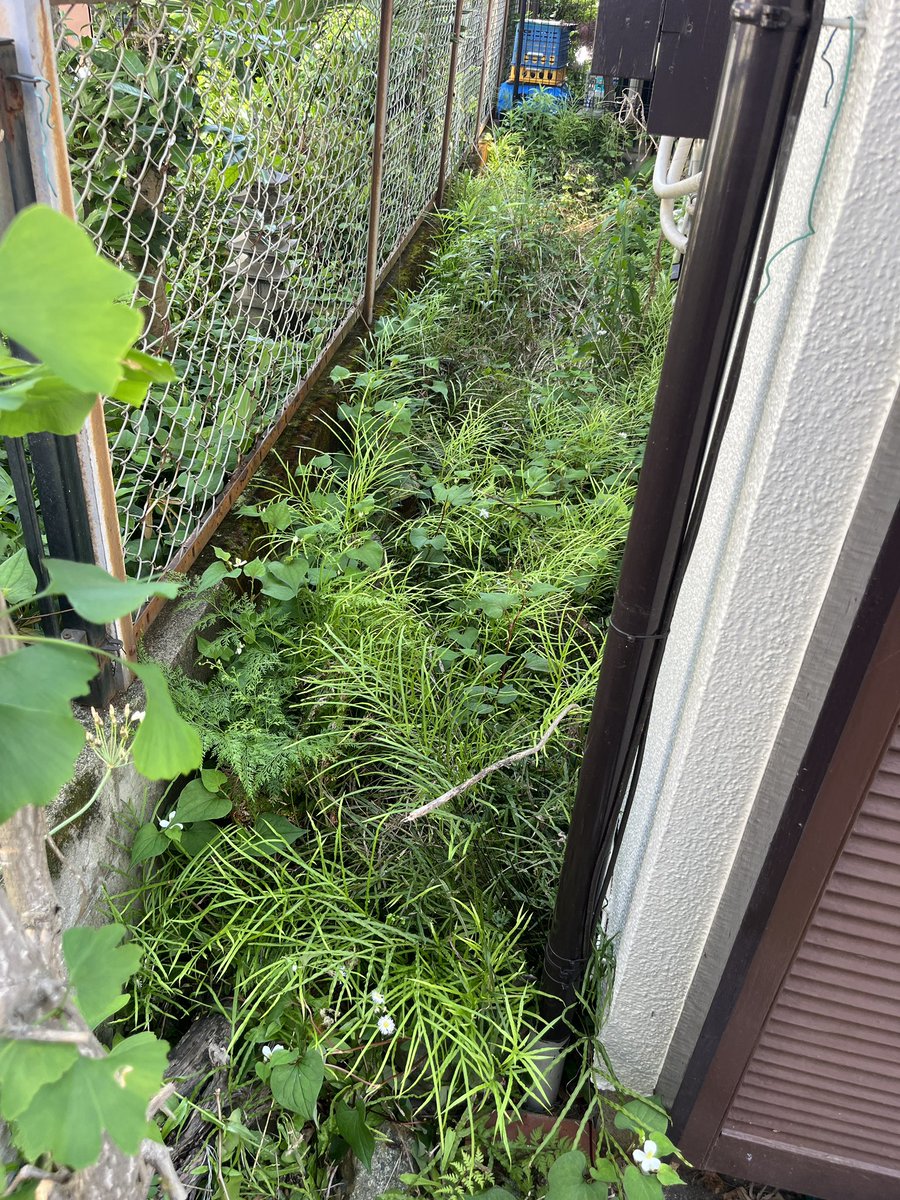 freshmanservise's tweet photo. 今日は草刈り作業頑張ってきます💪 https://t.co/T2MMCoOP5I