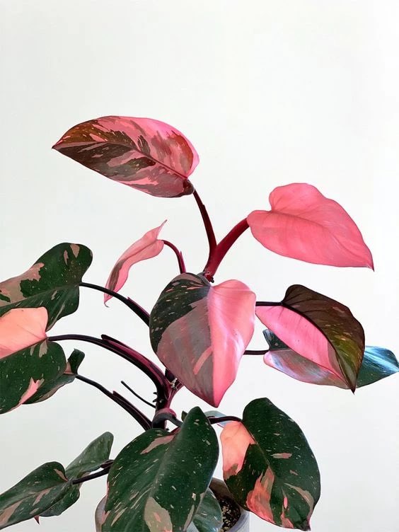 Cómo vas a ser tan linda si sos una planta? Me explicas
