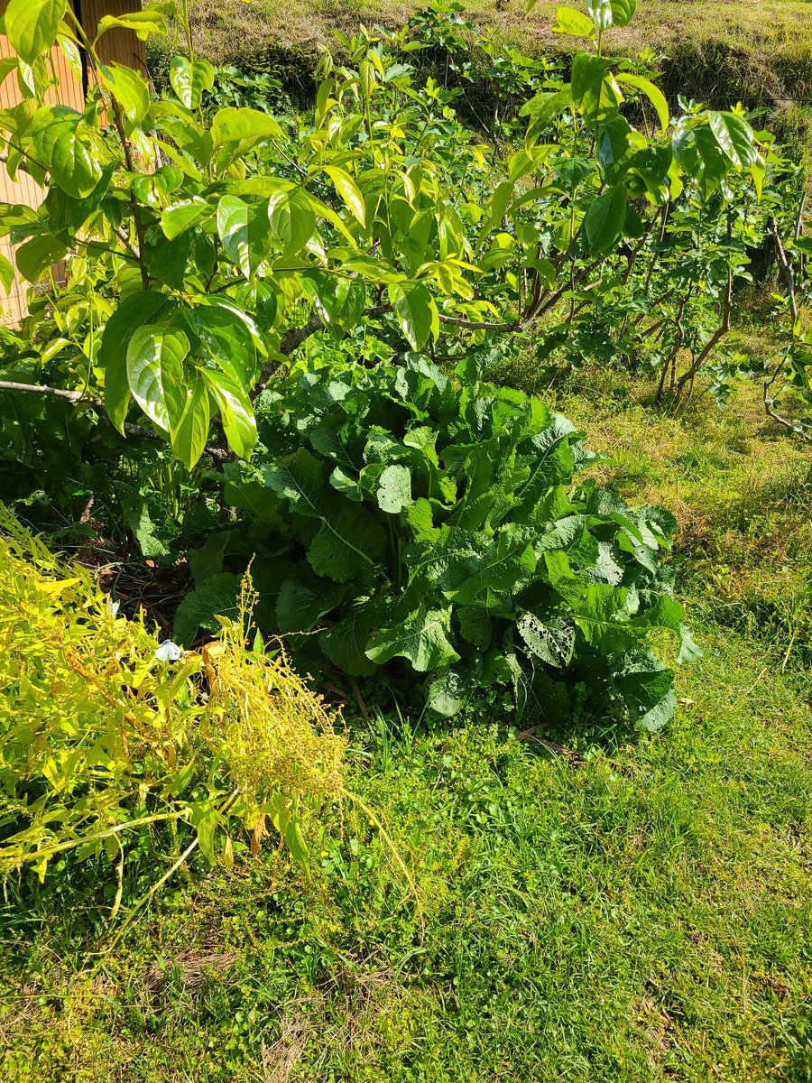 nankitakinohai's tweet photo. ホースラディッシュ（西洋わさび）

植え付け３年目になるホースラディッシュ。
株が１ｍに達しました。

竹を細かく砕いたものと、燃やした炭をすき込んだだけ。
無施肥でも十分育ちます(^^)

#ホースラディッシュ
#raifort
#山ワサビ
#西洋山葵
#山葵大根
#自然農 https://t.co/v1gbtzHXfd