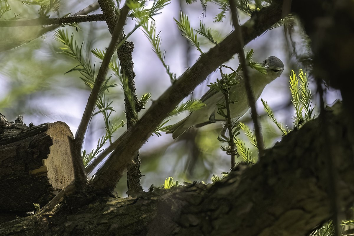 Native Blueberry (@nativeblueberry) on Twitter photo This elusive Tennessee Warbler was singing its beautiful song at the Pool in <a href="/CentralParkNYC/">Central Park</a> this afternoon. #birdcpp Lifer. This elusive Tennessee Warbler was singing its beautiful song at the Pool in <a href="/CentralParkNYC/">Central Park</a> this afternoon. #birdcpp Lifer.