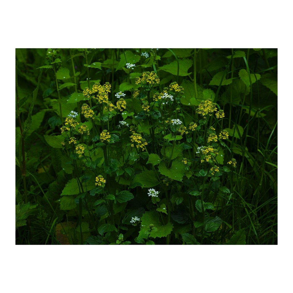 I was going to write something about the wonder of weeds and how if a weed is just a plant in the wrong place there's no such thing in the woods (invasive species notwithstanding). Anyway, I recognised the white flowers as garlic mustard (Jack by the Hed… instagr.am/p/CsUrh0rKPnu/