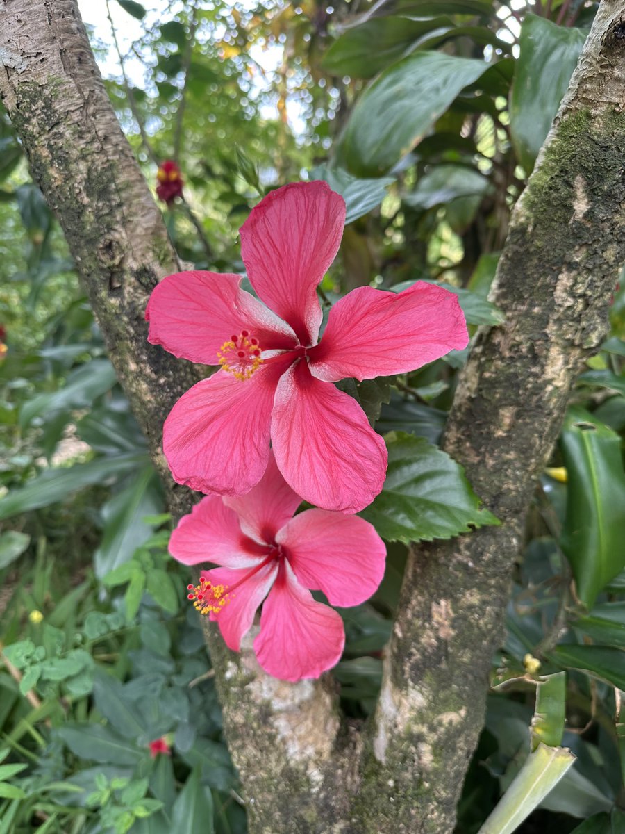 salted rim tweet media