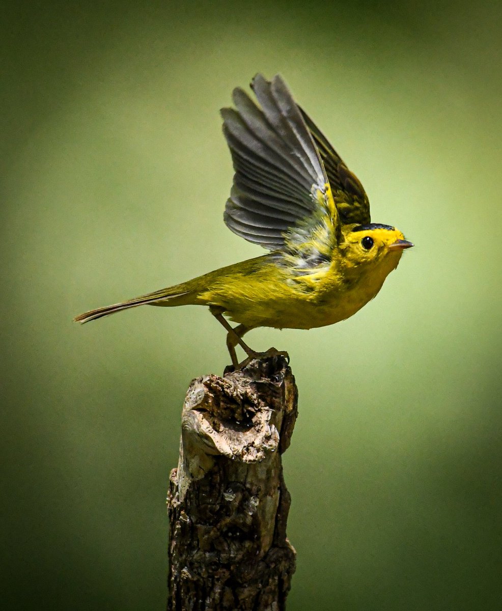 This is a first!
First time to see the Wilson’s Warbler, and it was at one of my favorite parks, Crescent Bend Nature Park. Did you know Wilson’s warblers are one of the smallest warblers weighing less than half an ounce? <a href="/TPWDnews/">Texas Parks & Wildlife</a> <a href="/USFWSBirds/">USFWS Migratory Birds</a> @HoustonAudubon <a href="/USFWS/">U.S. Fish and Wildlife Service</a> #birds