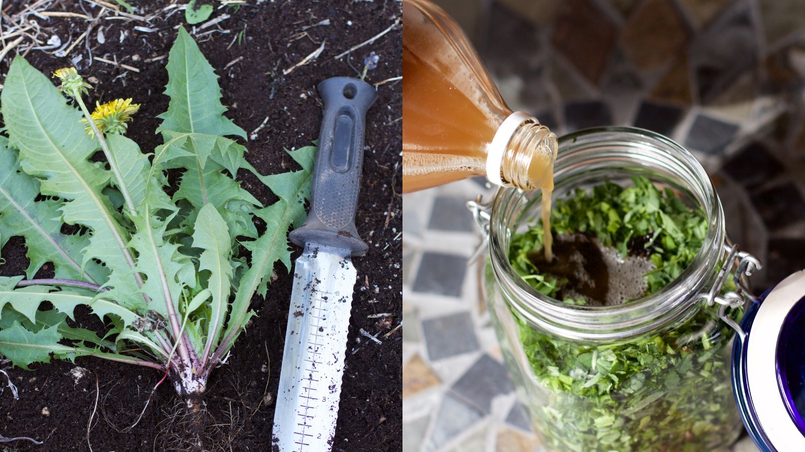 LearningHerbs on Twitter "Wondering what to do with all those