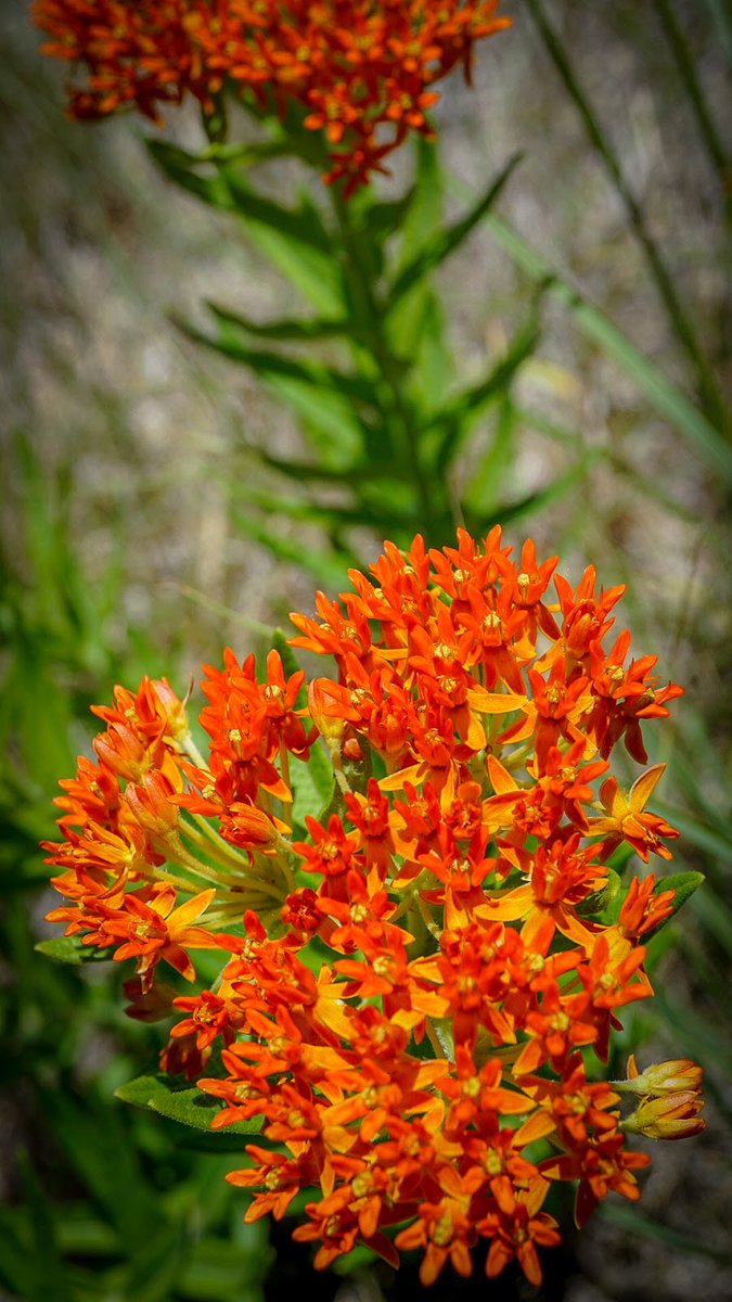 New town every hour on Twitter "Hutchinson, Minnesota Population