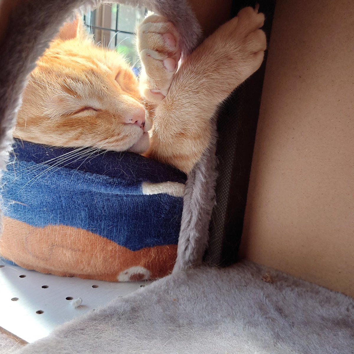 😺おはようございます😺☀暑くなりそうな予感😮‍💨
茶ちゃん　変な寝方してます😺💤💤このまま起こさず仕事行ってきます🏃
#保護猫さんと暮らす
#ねこ好きさんと繋がりたい