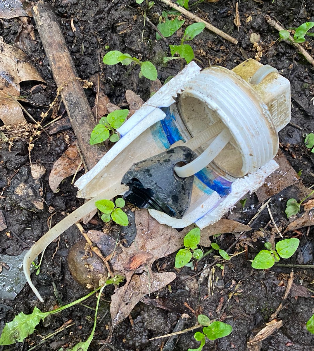 Rachel Gabor tweet media