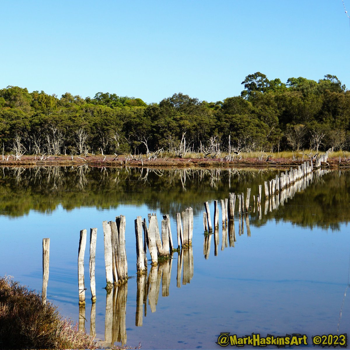 Wooden posts between Wolyanup & Bilbuba Lakes

#HappyBirthday
#NaturePhotography 
#AustralianLandscapes 
#WesternAustralia 
#DailyPhoto 
#ArtTherapy #exFatigue  #ChronicFatigueWarrior 
#SonyA6400  #SonyAlphaANZ 
#OriginalPhotos 
#NoFilters 
#AllMyOwnWork