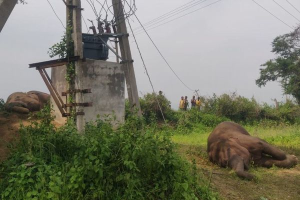 worldnewsofc's tweet photo. ゾウの家族4頭が死亡、変圧器に触れて感電死【インド】 https://t.co/wnkO5N0aPn https://t.co/zIvPQY7XsV