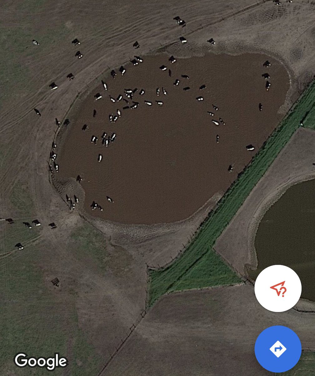 Ash_with_earth's tweet image. Dairy cows don’t do well in humidity &amp;amp; are prone to heat stress. I’ve wondered how they survive in Florida. Apparently, they cool off in manure lagoons to survive. ⬇️ … but that’s not all.