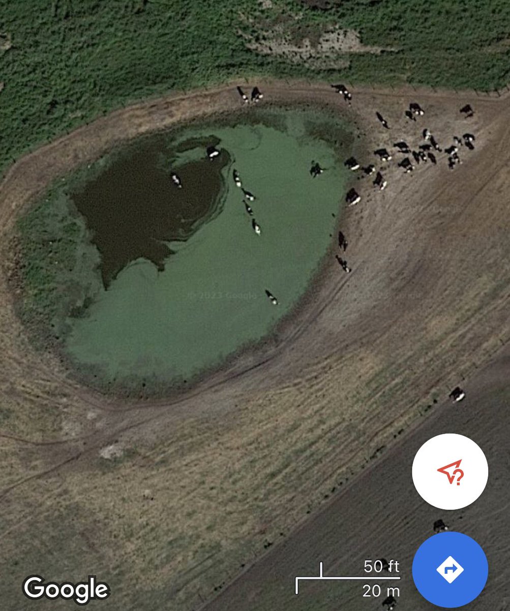 Ash_with_earth's tweet image. Dairy cows don’t do well in humidity &amp;amp; are prone to heat stress. I’ve wondered how they survive in Florida. Apparently, they cool off in manure lagoons to survive. ⬇️ … but that’s not all.
