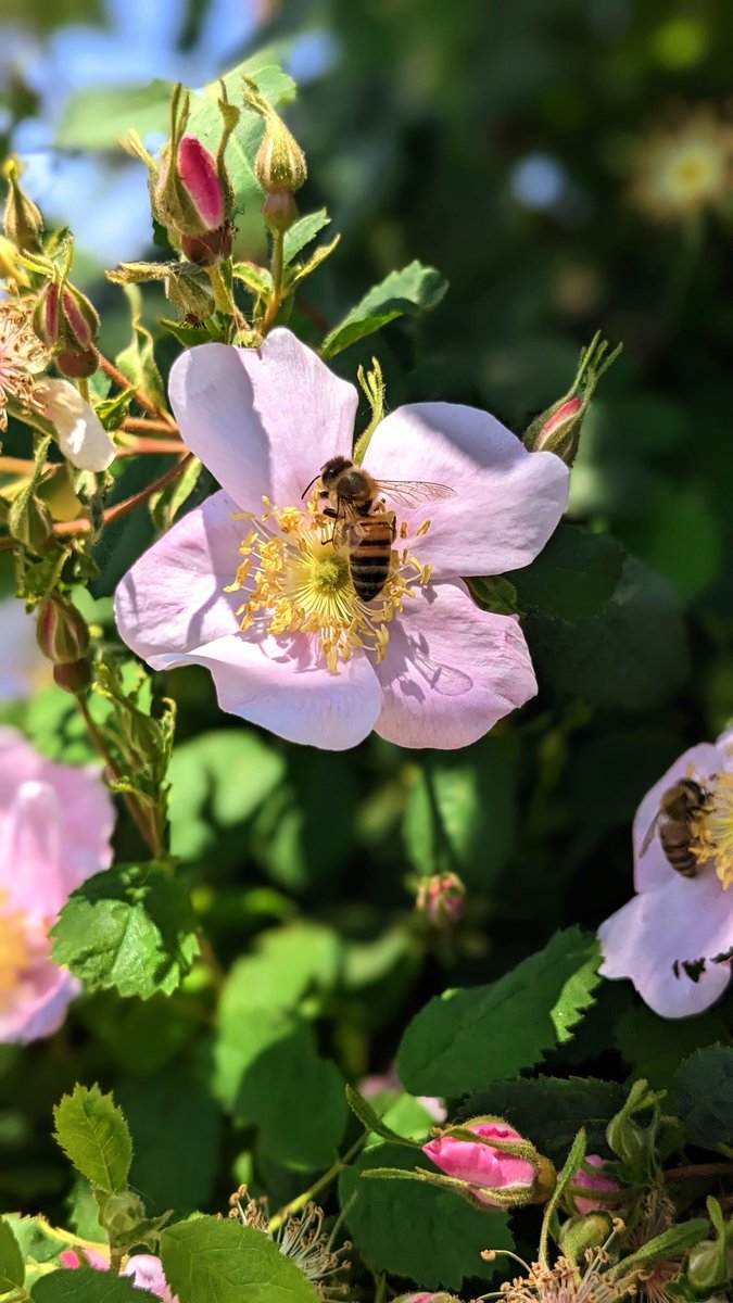 Bees gonna bee #teampixel <a href="/GooglePixel_US/">Google Pixel</a> 🐝🌸