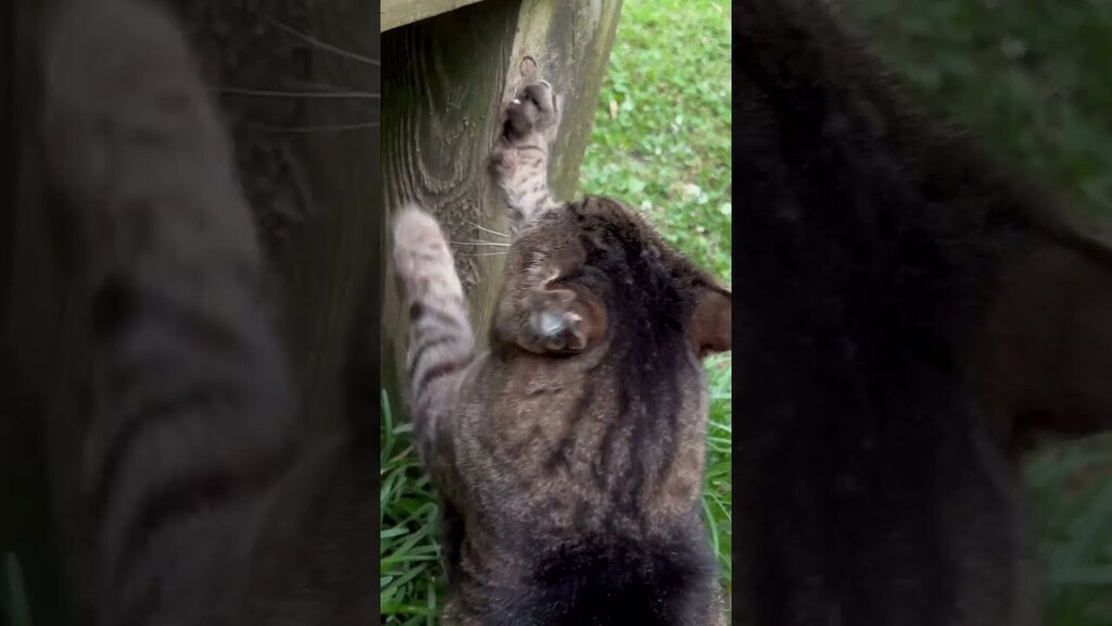 New video by Realzies Cuts: Fuzzilla when he sees the brush #fuzzilla #alcoholfree #happycats  May 16, 2023 at 07:43PM