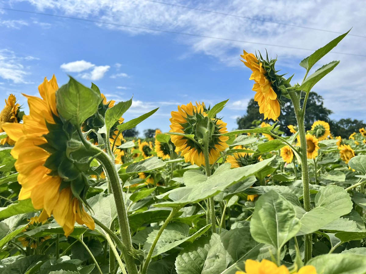 KTERR079's tweet photo. #sweetfieldsfarm in Brooksville 🌻 https://t.co/UmCtIDBZXw
