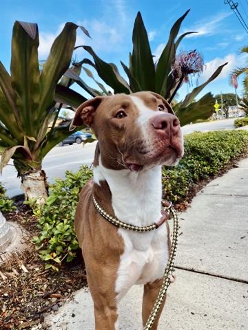 nasrene41's tweet photo. 5/16 #BOLO IS STILL ALIVE! BEGGING FOR A #FOSTER to save his life before @AdoptMiamiPets decides his time is up & kills him! Please #SHARE #PLEDGE #RESCUE #ADOPT #MDAS #SaveBOLO #SaveCharlieAct @kionnemcghee @MayorDaniella @SupportPets @BISSELLPets
https://t.co/qVEWeuLdry https://t.co/kZxKgQoz1Z