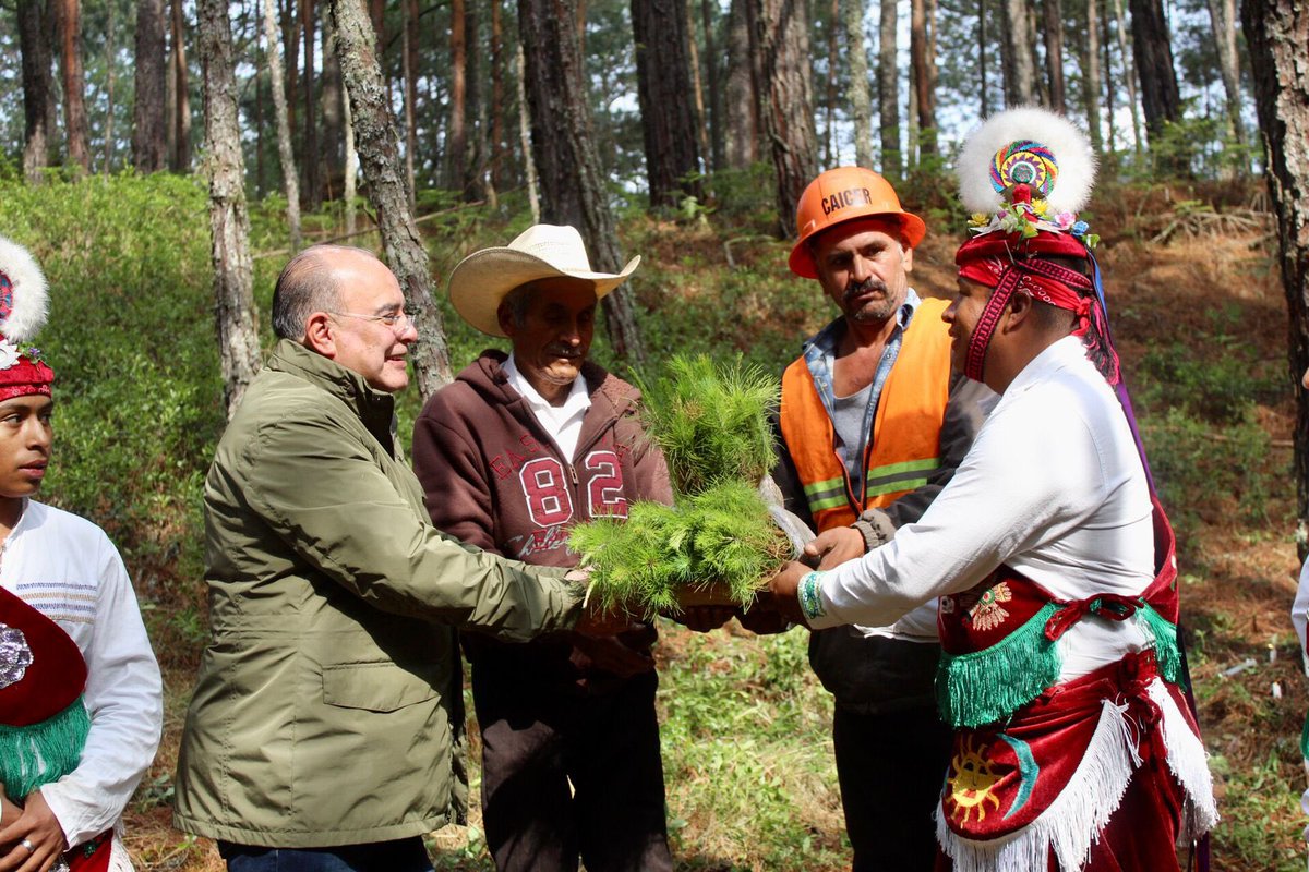 pepemarquezm's tweet photo. Fue para mi un gran honor acompañar al Grupo Okichpipil del #PuebloMágico de #Cuetzalan a la ceremonia ancestral para el corte de lo que será el “palo volador”, agradezco su entusiasmo y disposición para estar presentes en nuestro #FestivalMulticultural 🌸🎉 https://t.co/DpjjNFrLCn
