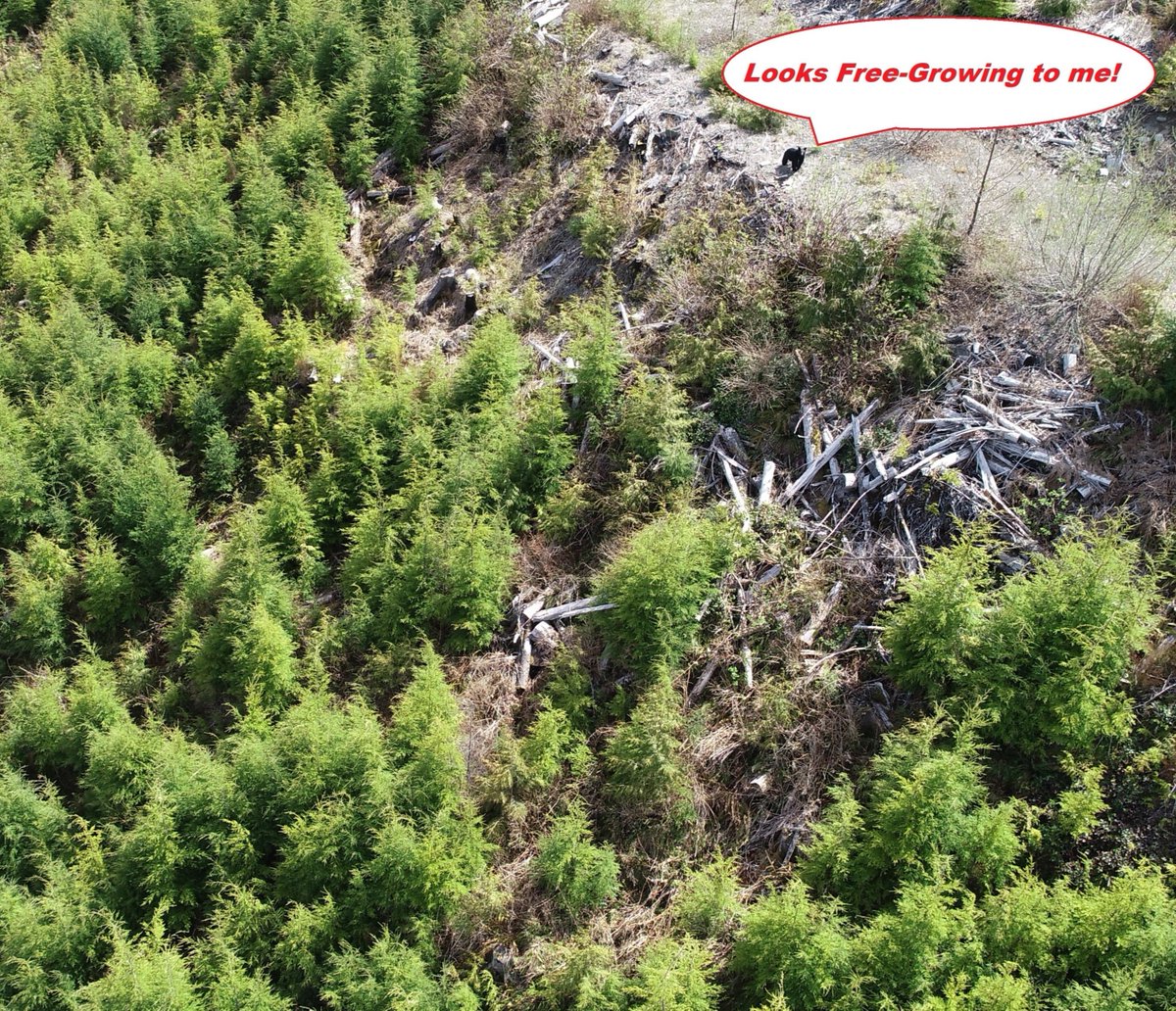 We had company during a Free Growing Survey near Port McNeill. This block was planted in 2012 with a mix of Douglas Fir and Red Cedar, and had strong natural regeneration of Hemlock to compliment the planted trees. We agreed with the bear and declared it Free-Growing.