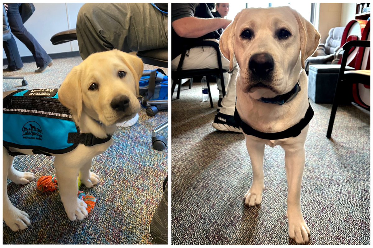 dreamup_joy's tweet photo. How I have loved watching this little professional grow up! One of the many joys of working at HDHS. #jackthetherapydog #hdhspride https://t.co/IPHWclPR3r
