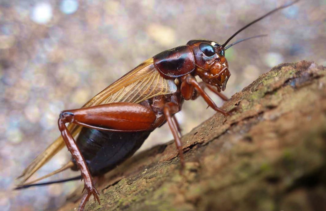 ArpitaBKulkarni's tweet photo. Postdoc adventures w/@redmakeda concludes as oskar’s novel neural role in memory formation in crickets 🦗 gets published in PNAS @PNASNews!  (https://t.co/0qQwVNJH99)
#oskar #germline #memory #crickets #olfaction #cooption https://t.co/nPg1ZZ4rX0