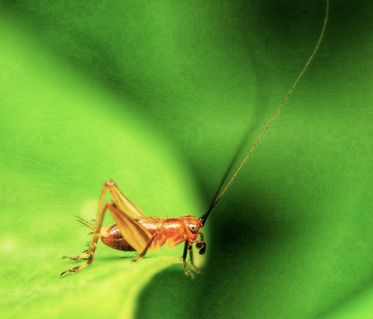 ArpitaBKulkarni's tweet photo. .. &amp; oskar’s colocalization &amp; functional cooperation w/ pluripotency genes like #piwi #vasa in neural stem cells may have facilitated its later #cooption to what became an indispensable role in holometabolous insect germ-lines https://t.co/6FS7fFjnFL