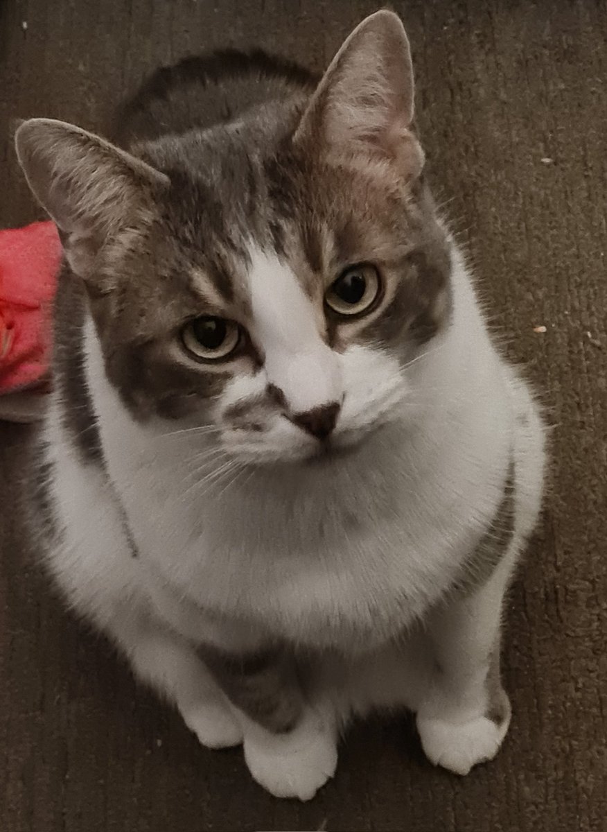 hey guys check out my cat lol