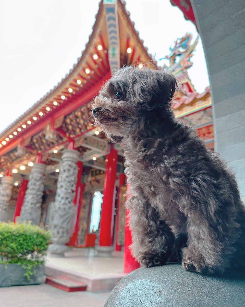 cloverjiji3's tweet photo. Cute mighty dog 🤭😍
神獸降臨！

波堤宇宙 Poti Universe FB
#炎亞綸 #aayan1120 #poti_universe
https://t.co/3Ndw1PxkvU https://t.co/kU2Q6iJs8b