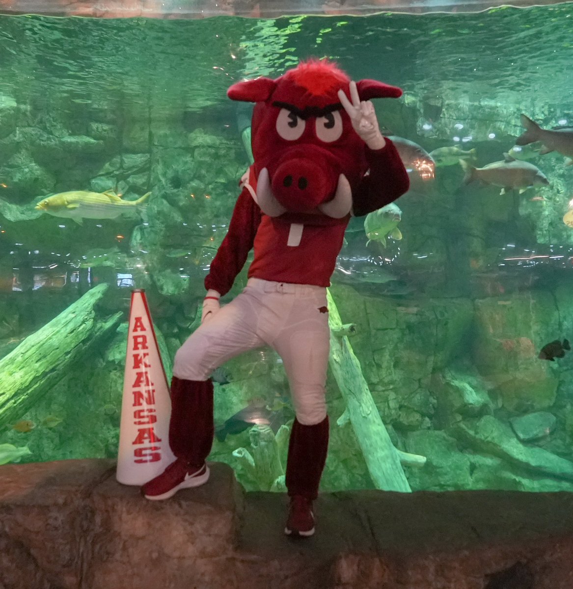 Day 2 of the #ONERazorback roadshow is complete!!