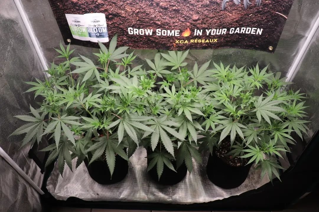 #repost from @xcareseaux

UF2000, 100W &amp; Upgrade driver
🌱$45.99 in amazon.com/unitfarm🌱
🌱CS$59.99 in amazon.ca/unitfarm🌱
#ledgrow #ledgrown #ledgrowlights #ledgrowlight #ledplantlight #ledgrowlightbar #lm301h #growlights #growlight #growlighting #spacesaver