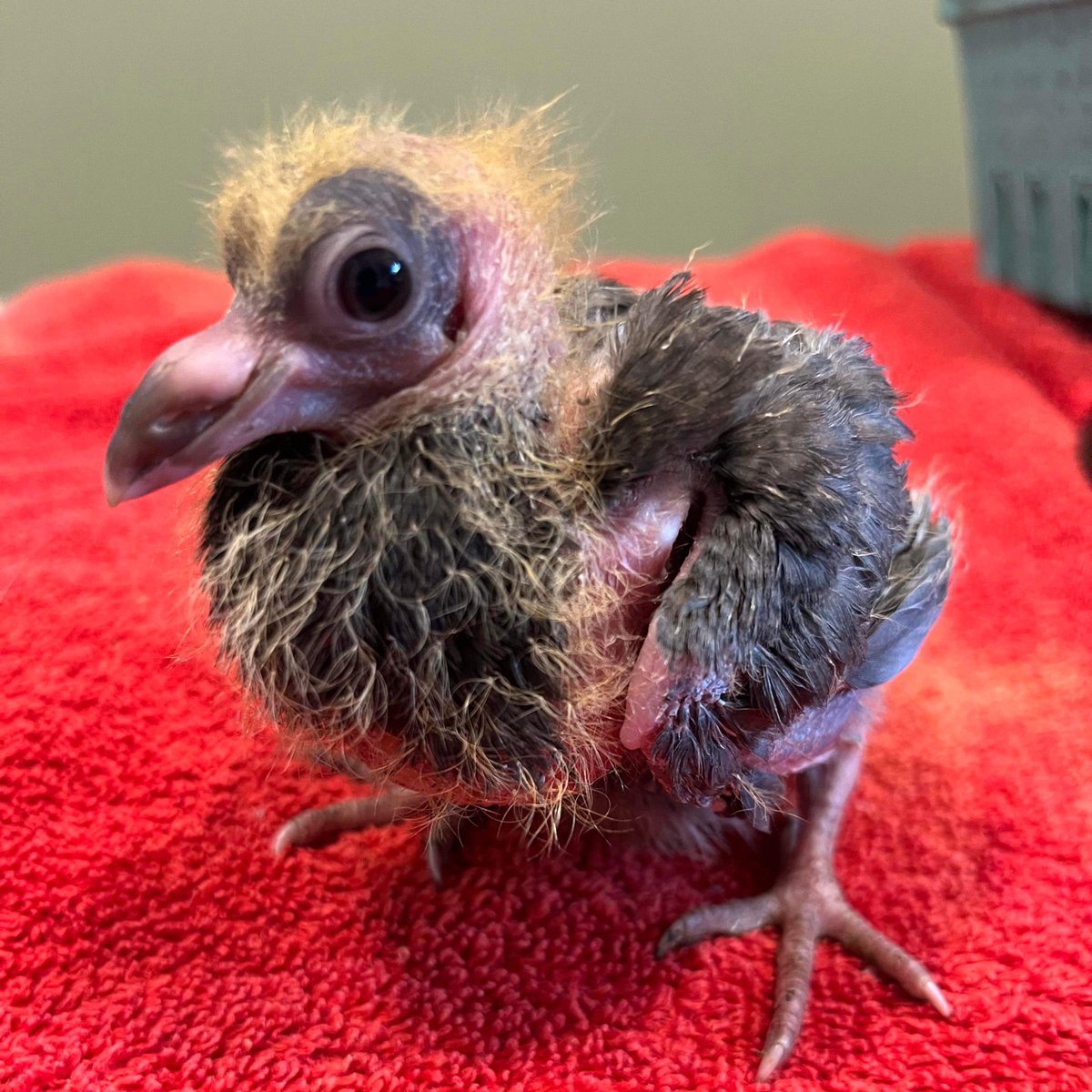 wildbirdfund's tweet photo. Breaking news! A baby dodo has been found alive and well and living in Manhattan, according to researchers writing in the journal Science.

📷: Phyllis Tseng https://t.co/Owi4SJ3BcG