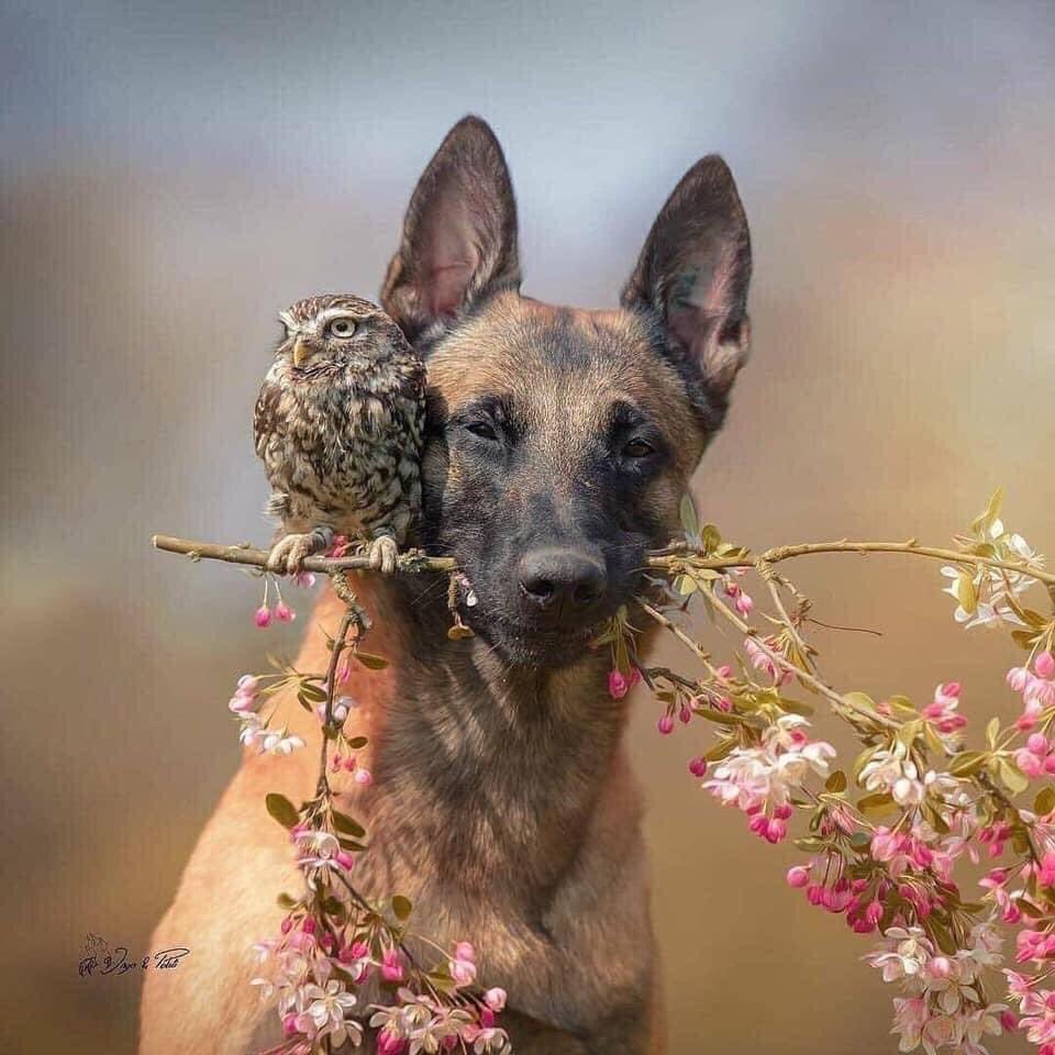 PetAsFriendUS's tweet photo. Great photo #DogLover #dogsoftwitter https://t.co/u4cv0xP6Vh