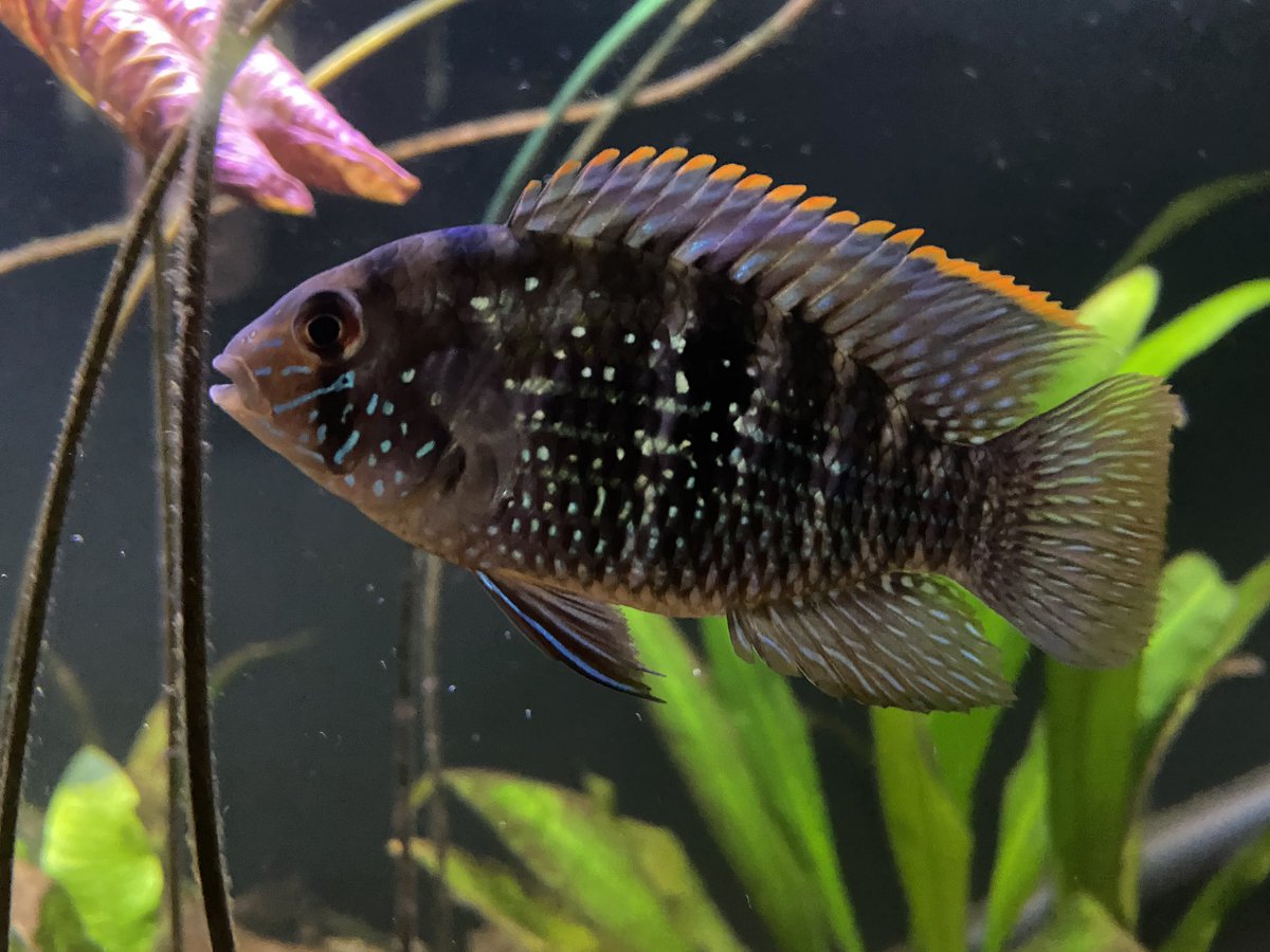 BNolch13's tweet photo. My #blueacara just had babies. Not in this picture. Just saw them today and this was yesterday. Will get pics when I can actually focus on them a bit. #tropicalfish #aquarium #fishkeeping #75gallon #enjoynaturedaily https://t.co/JRmlCic6qx