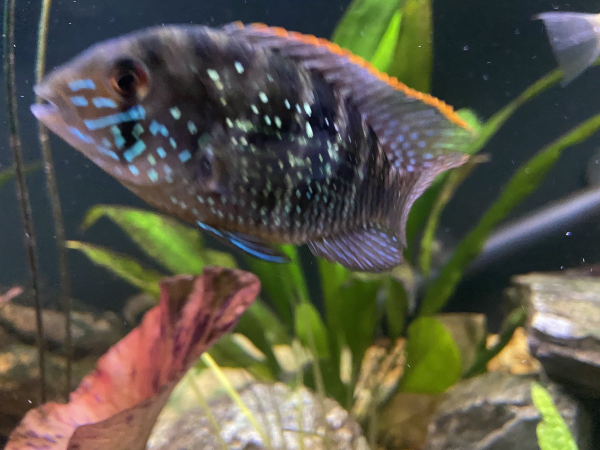 BNolch13's tweet photo. My #blueacara just had babies. Not in this picture. Just saw them today and this was yesterday. Will get pics when I can actually focus on them a bit. #tropicalfish #aquarium #fishkeeping #75gallon #enjoynaturedaily https://t.co/JRmlCic6qx
