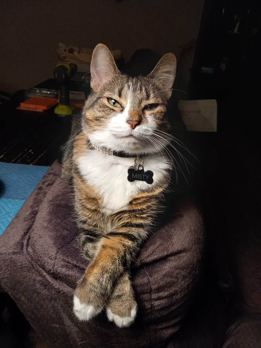 KMPHFOX26's tweet photo. A $1,000 reward is being offered to anyone who finds Misty, who was last seen on Thursday. 
Read Story: https://t.co/GN2kLlO5oG
(Photo: Angie Rash) https://t.co/ToOkPnzpCs