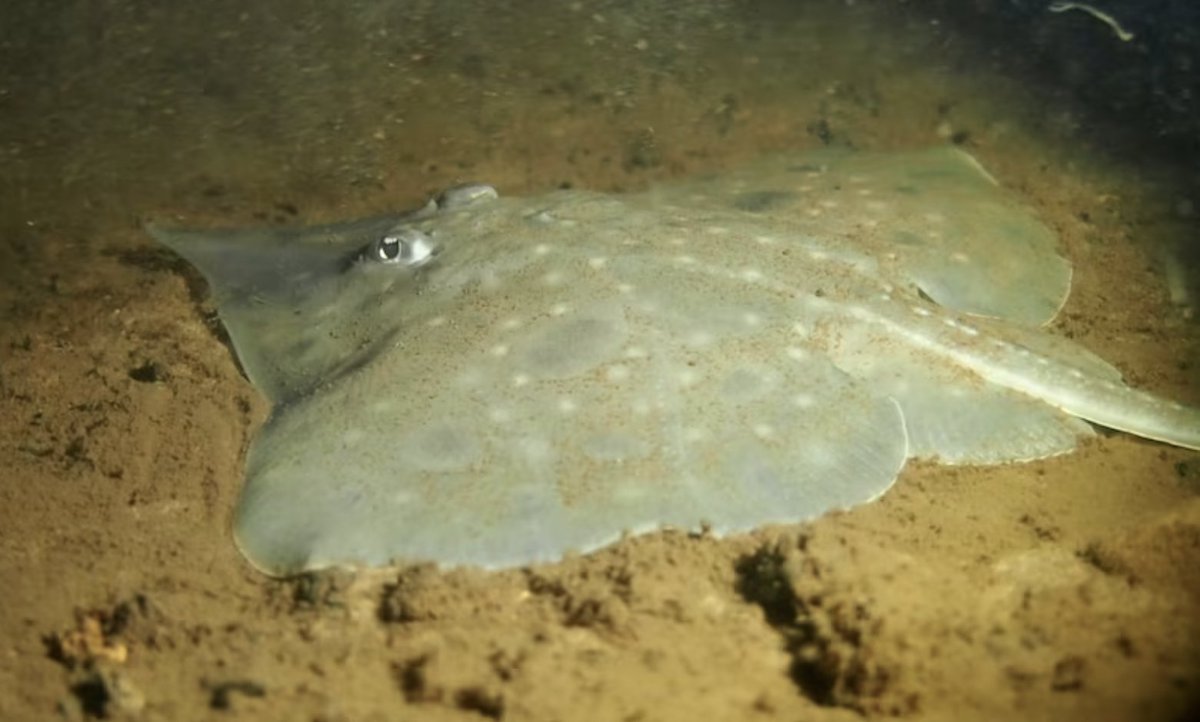Tasmania's Maugean skate could be first shark/ray to go extinct in modern times. <a href="/IMASUTAS/">IMAS</a>, @hsiaustralia &amp; <a href="/AustMarConsSoc/">Australian Marine Conservation Society</a> appeal to 🇦🇺Environment Minister for urgent action to restore Macquarie Harbor, the species' last remaining habitat #ElevateTheSkate phys.org/news/2023-05-t…