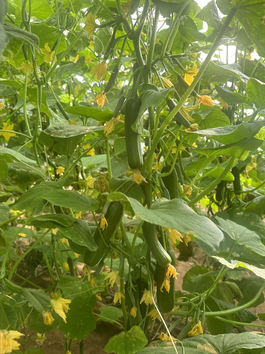 ModrenMv's tweet image. مؤسسة الرؤية الحديثة لكل مايخص الزراعة #نجران_الان #نجران #ديربي_الغضب #دوري_أبطال_أوروبا #النصّر_الطائي #الاتحاد_الهلال