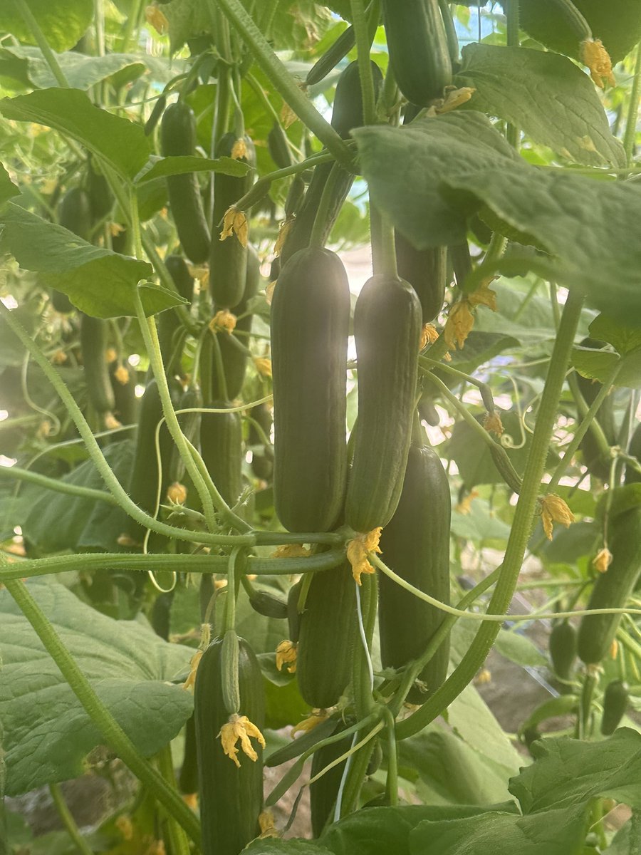 ModrenMv's tweet image. مؤسسة الرؤية الحديثة للكل مايخص الزراعة #الاستديو5 #الطائي_النصر #انتر_ميلان #نجران #نجران_الان