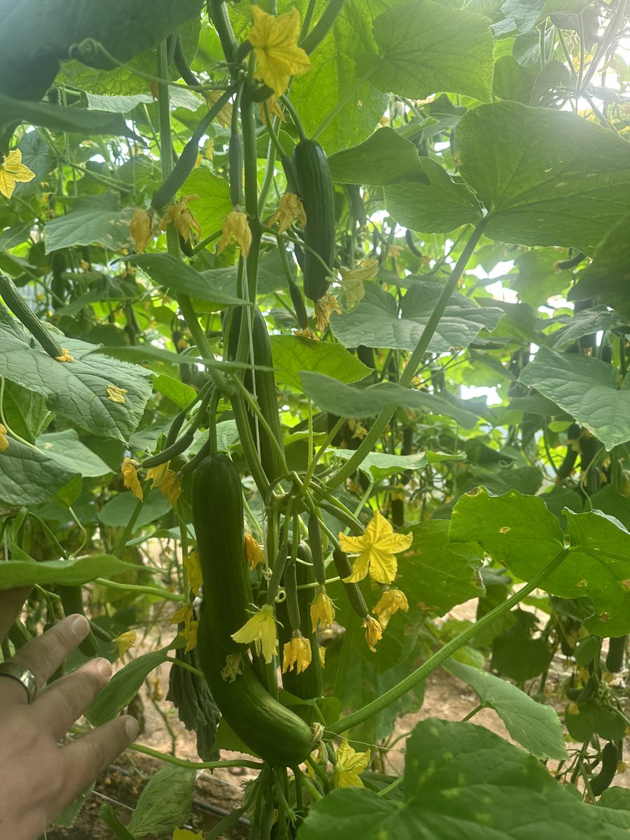 ModrenMv's tweet image. مؤسسة الرؤية الحديثة للكل مايخص الزراعة #الاستديو5 #الطائي_النصر #انتر_ميلان #نجران #نجران_الان