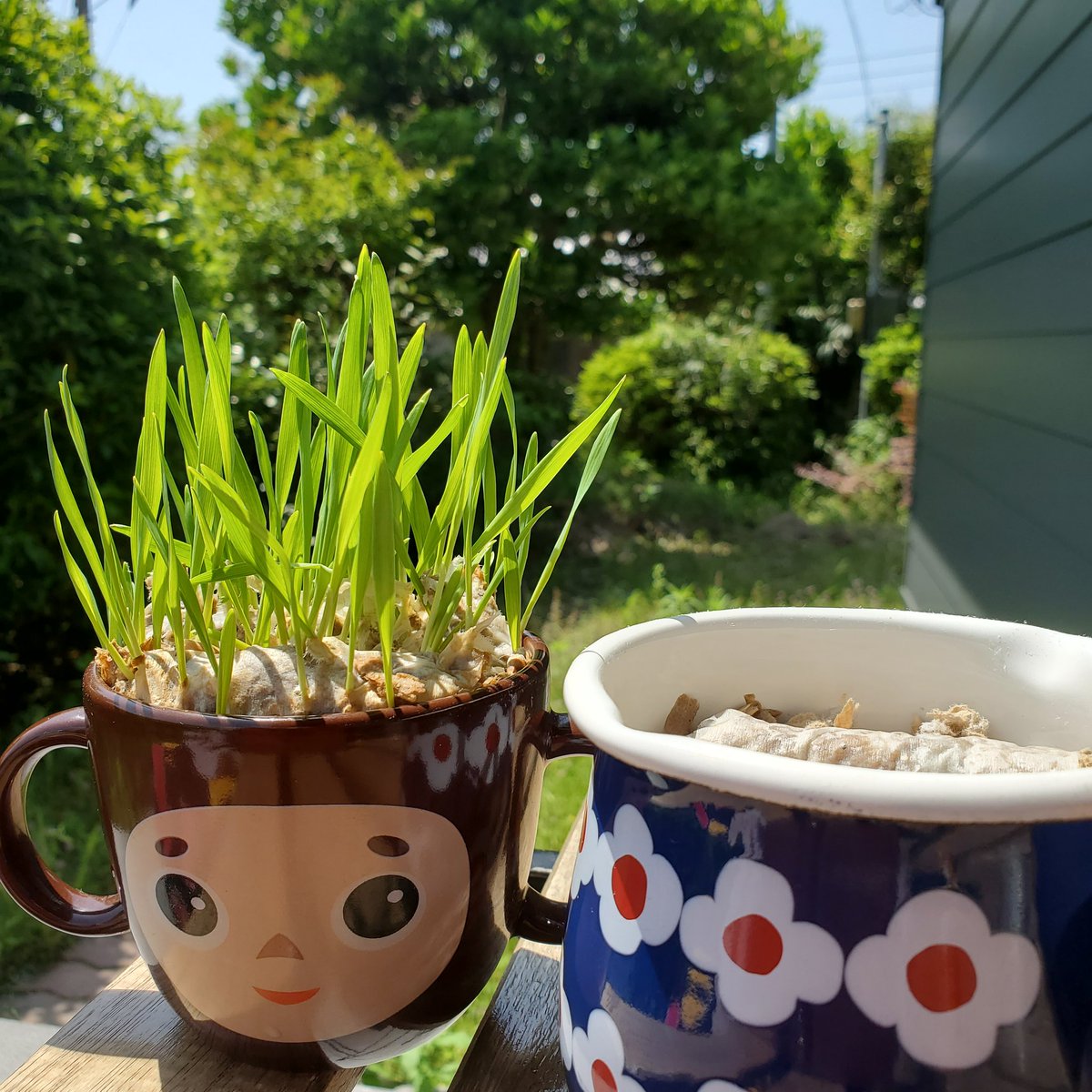 チェブラーシカに毛が生えた😆
次のも準備せねば🌱
外めちゃくちゃ暑いね、もう夏やん🥵