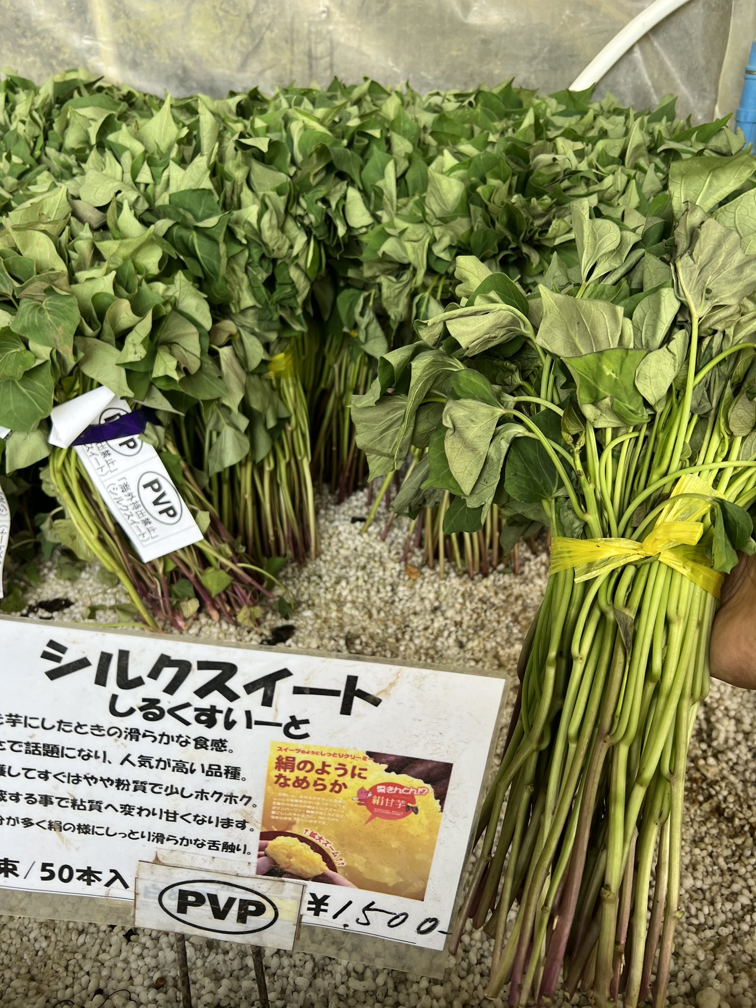 きたのもり様2000本5月30日発送分茨城県産紅