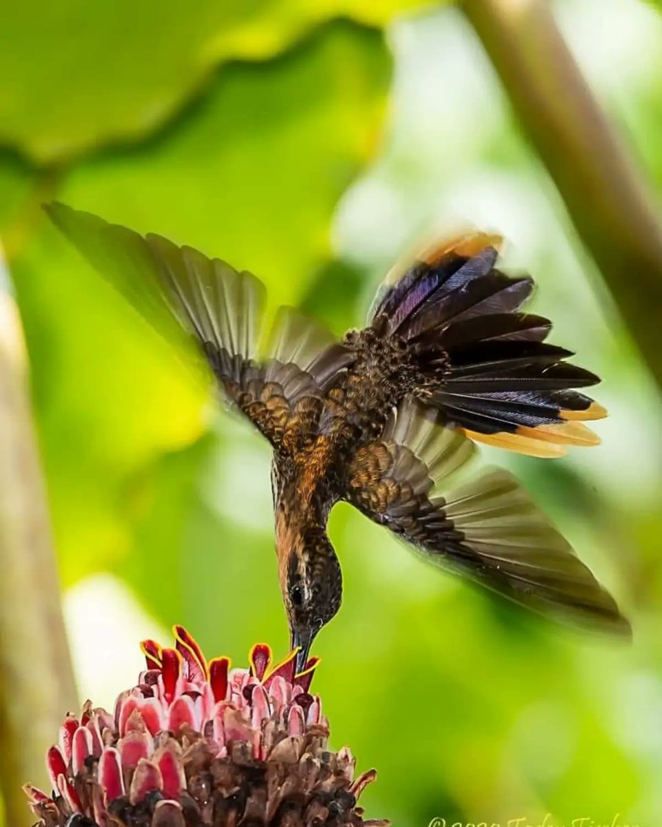 Una bella fotografía