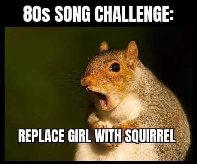 Stacey on Twitter "GO! Squirrels Just Wanna Have Fun"