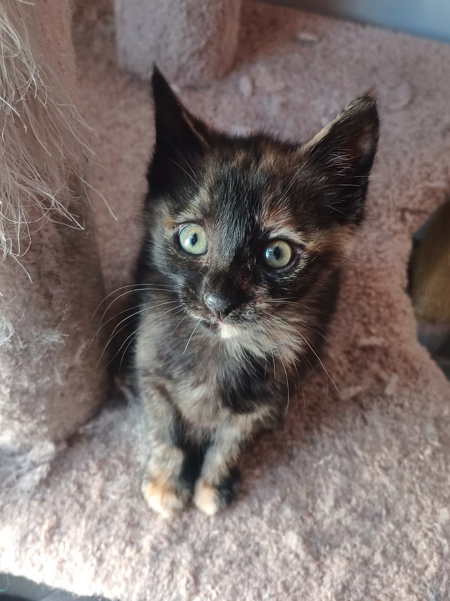 I am once again asking for someone to adopt my tiny foster daughter lol #fosterkitten #tortie