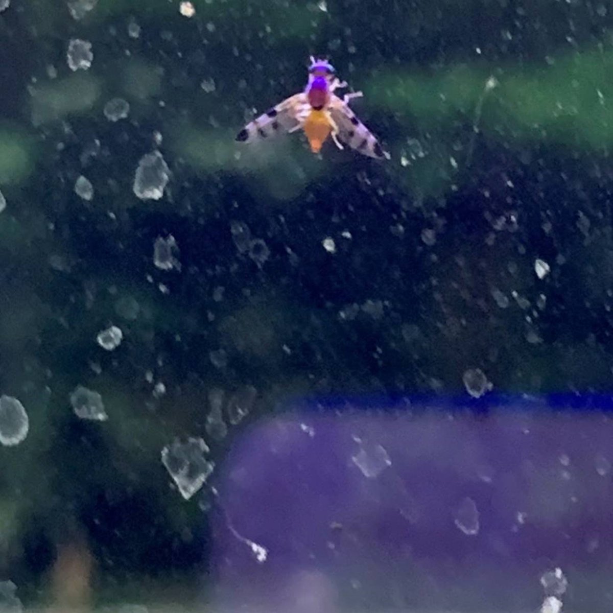 Hey twitter, sorry for the photo but I have had a request to identify this fly. It was found in Switzerland, would anyone have any ideas? Even to family would be helpful! 

#entomology #insect #fly #diptera