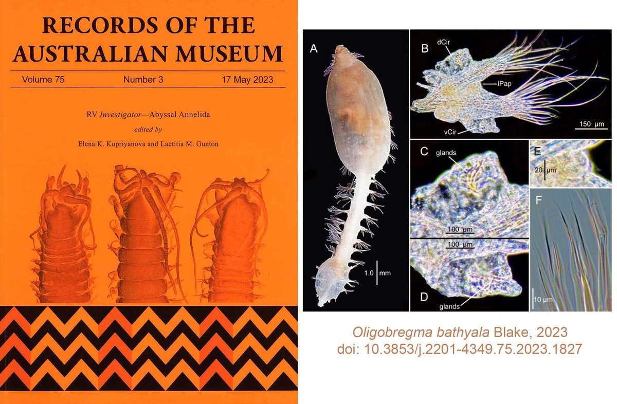 SMcEvey's tweet photo. James Blake describes 7 #NewSpecies #deepsea #Annelida Scalibregmatidae #worm (genera Asclerocheilus Axiokebuita Oligobregma &amp; Pseudoscalibregmaz) from abyssal depths of E Australia #WormWednesday @AustmusResearch https://t.co/LYj8sUTUmy https://t.co/EsrhlkfA8L