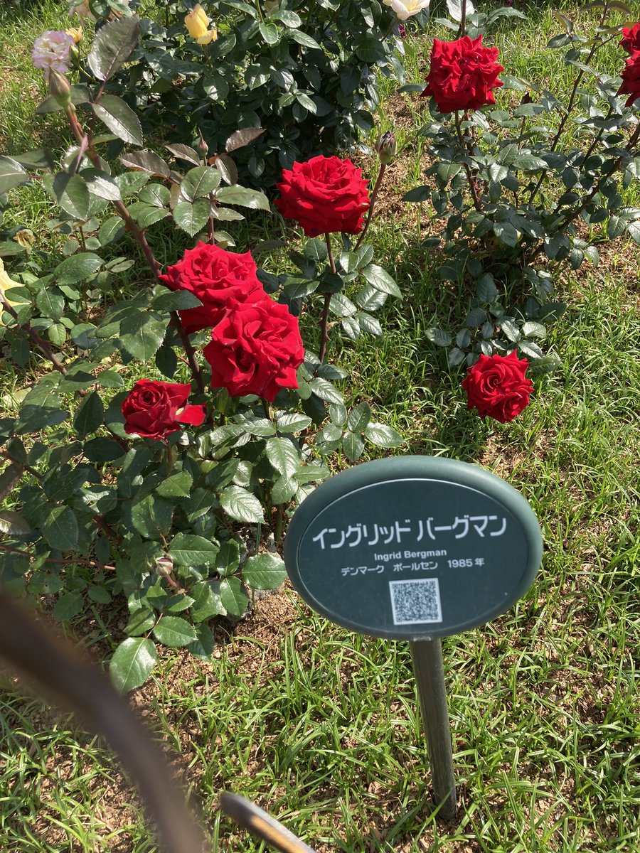 0202Pc's tweet photo. クイーン・エリザベス、イングリッドバーグマン、マリアカラス。それぞれそんな感じがしますね。 https://t.co/lDabriJAa1