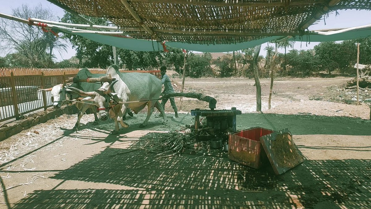 suhaaniiii's tweet photo. Making of desi sugarcane juice!! 
#desivibe #rajsthan https://t.co/NUwnJ6DOsK