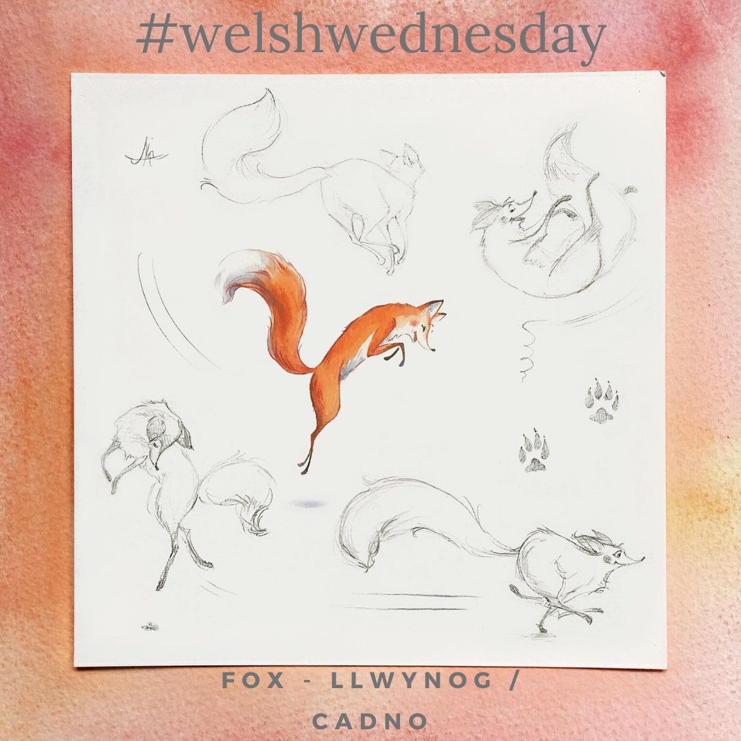 MarielleBayliss's tweet photo. It's Fox's turn for #welshwednesday and we have two translations; Llwynog or Cadno. 🦊🦊 #frogsBog available in Welsh/English at https://t.co/vQb9mrBdCU
#welsh #welshlanguage #welshlanguagegifts #welshlanguagebooks #welshlanguagepicturebooks #kidlit #kidlitsocial #childrensbooks https://t.co/nml2deGcMy