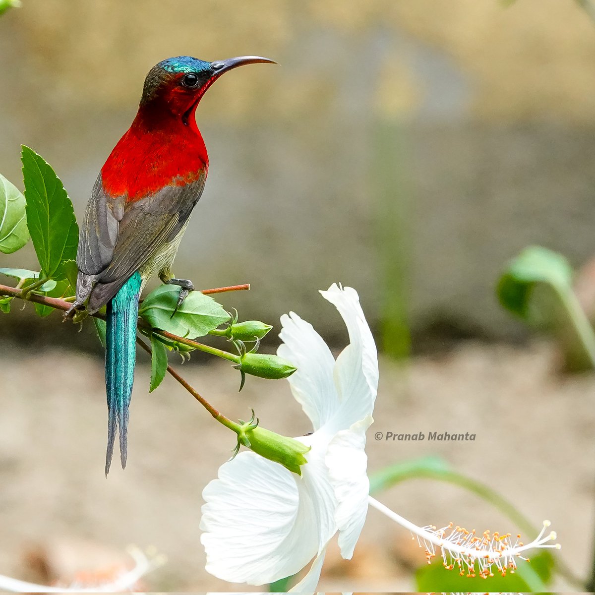 PranabMahanta0's tweet photo. "Everyone has its beauty, but not everyone see it" - Confucius
In Frame: Crimson Sunbird
#IndiAves  #BBCWildlifePOTD #ThePhotoHour #birdphotography #birdwatching #birding #birds @NatureattheBest @WildlifeMag @SonyBBCEarth #NaturePhotography @NatGeoIndia @NatureIn_Focus https://t.co/mXl6fD4pdB