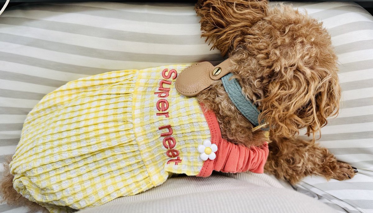 k_0624_yon's tweet image. うちの スーパーニートᒼᑋªⁿ✿
 #トイプードル
 #RADICA